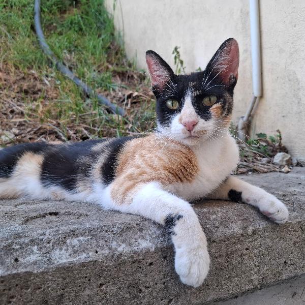Mascherina, gattina calicò 1 anno e mezzo – dolcissima e coccolona Foto 2